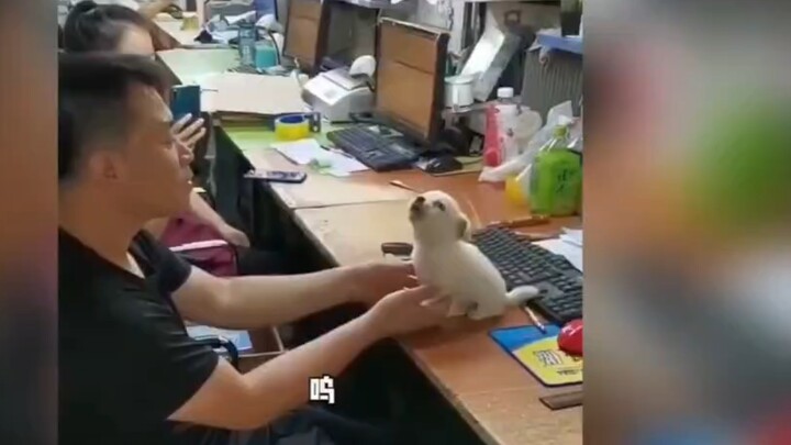 The little dog’s little whines are the most adorable.