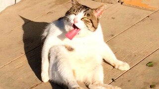 Funniest Cats 😹 - อย่าพยายามกลั้นเสียงหัวเราะ 😂 - Funny Cats Life