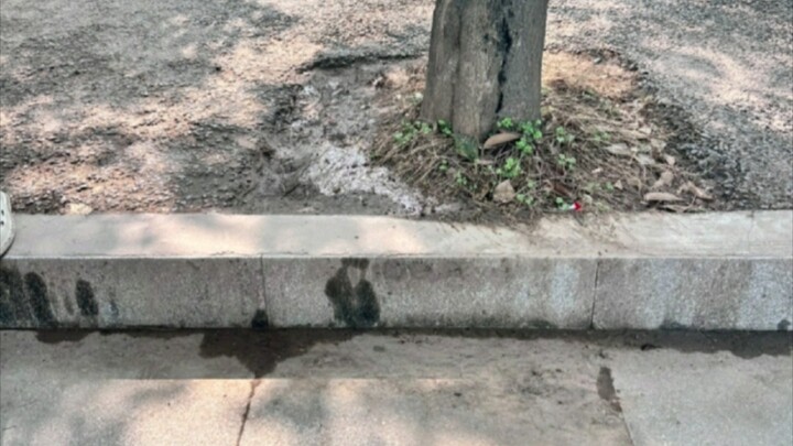 Hình chỉ ikun mới hiểu được