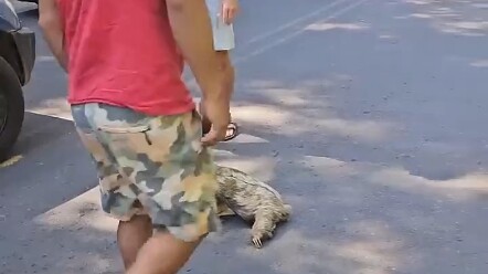 After struggling for half a month to finally make it to the middle of the road, they almost got pick