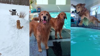 You actually got a dog? Then spoil it twice as much!