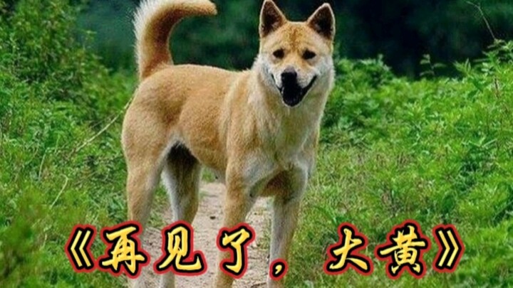 Các bạn cún muốn nghe nhạc dành cho cún, mời đón xem bộ phim tài liệu quy mô lớn “Tạm biệt, Đại Hoàn