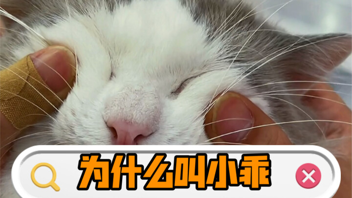 Have you ever seen a cat smile?