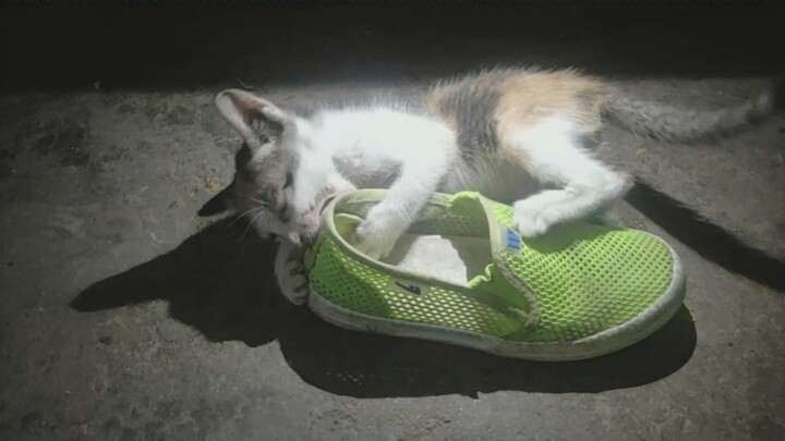 Con mèo hoang nhỏ này đúng là đồ lừa đảo, dụ tôi mang nó về nhà, giờ thì toàn cắn giày thôi!