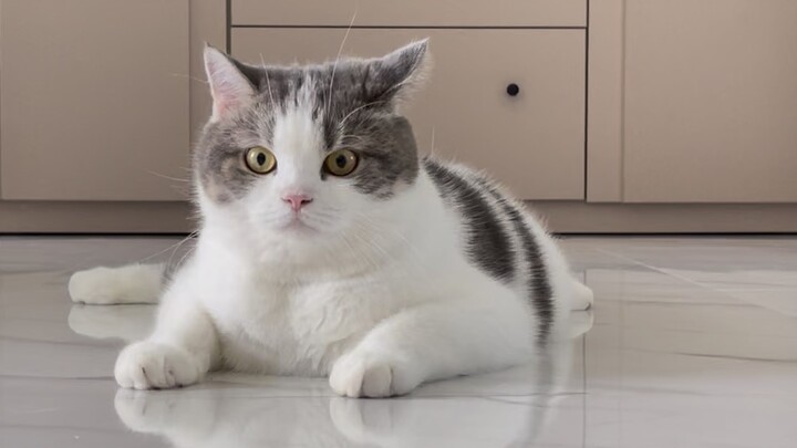 Jaomeow kub