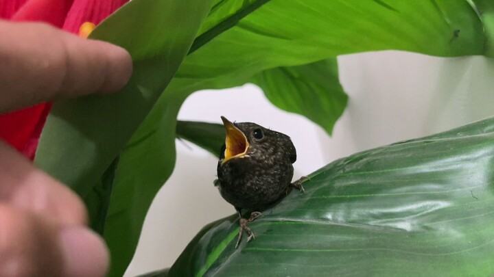 Anak burung yang nakal, suka bermain petak umpet saat diberi makan.