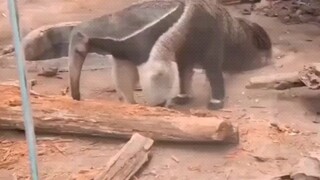 Sao nó lại có hai cái đầu vậy nhỉ?