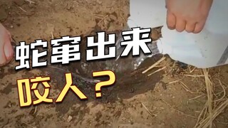 الفأر: يا إلهي، هل هذا صالح للأكل؟