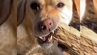 Taking the dog out to unleash its natural instincts—no more destroying the house, now it's trees!