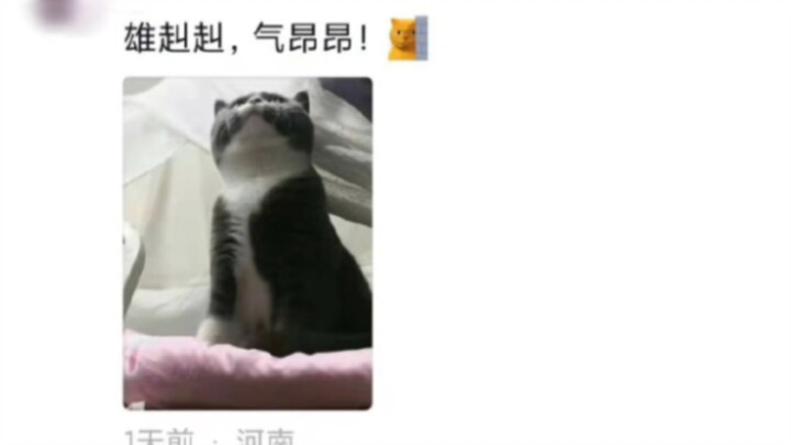 How did people get caught for keeping pets in their dorm rooms?
