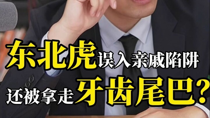 Maneater Tiger Falls Into Relatives’ Trap—Teeth and Tail Taken? Was the Tiger’s Death an Accidental 