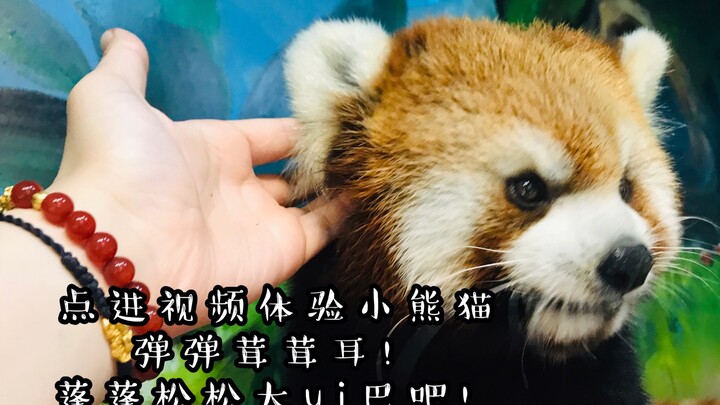 【Gấu trúc đỏ】Vào xem để cảm nhận đôi tai phồng mịn màng, mềm mại như bông của gấu trúc đỏ nhé!
