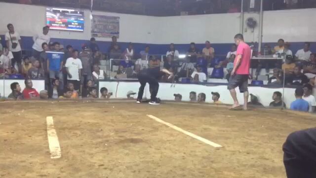 Cabuyao Coliseum December 15 2023 Using Kanawayon yellow legged 8 months 2nd fight win. #AthenaGf