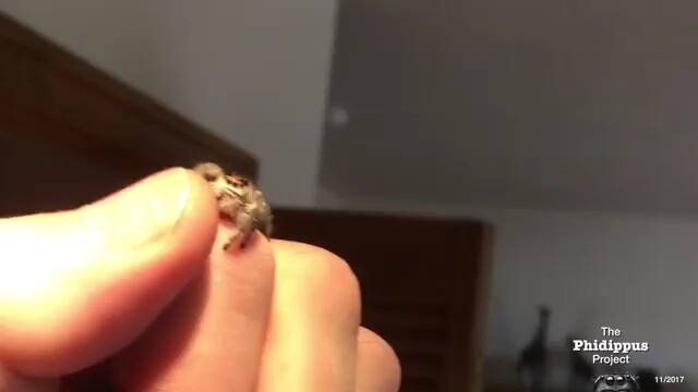 [Spider Pet] Well-Trained Jumping Spider
