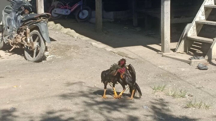 tarung bebas sang jagoan jalanan