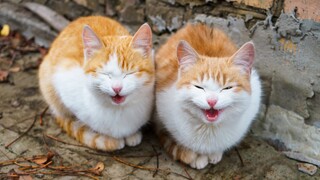 Kucing hanya mengeong pada manusia!