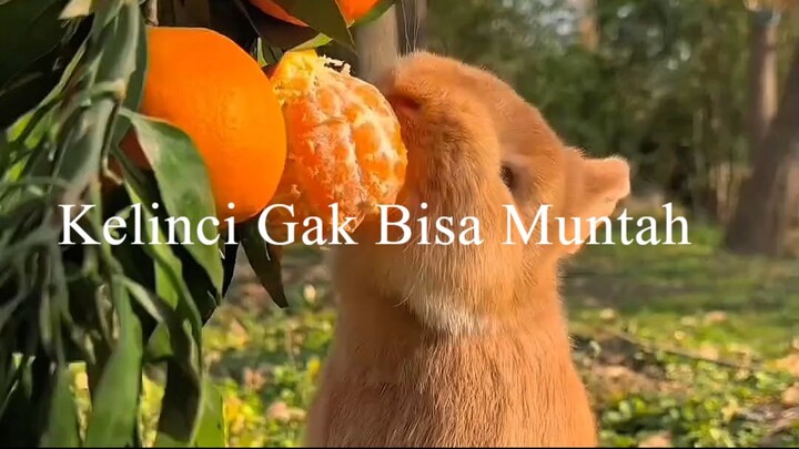 Kelinci Gak Bisa Muntah