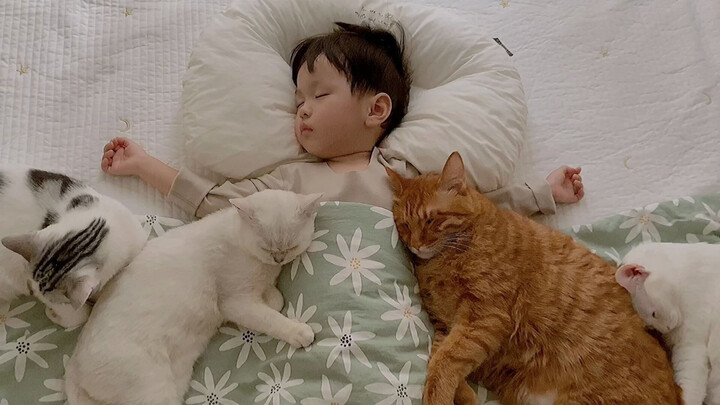 Frost Day with Cute Cats