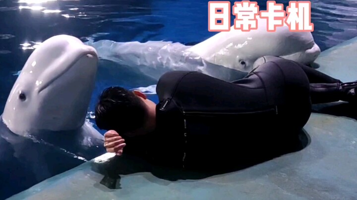 ทำวิดพื้นต่อหน้าวาฬเบลูกา แล้วดูสิว่าพวกมันจะมีปฏิกิริยายังไง?