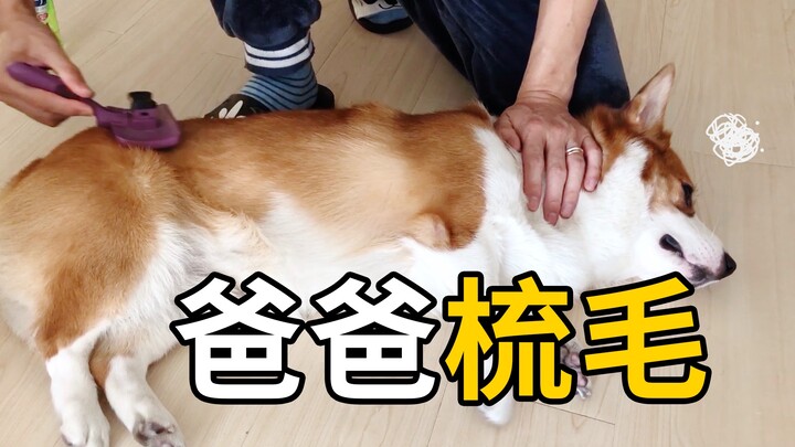 คุณพ่อใจดีกำลังแปรงขนให้เจ้าตูบ แต่พวกมันกลับพากันหนีหมดเลย? ดูแล้วเหมือนภาพคุณพ่อเลี้ยงลูกชัดๆ 【ดูบ