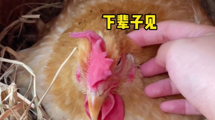 Kalau begitu, berpamitanlah baik-baik dengan ayam pengering