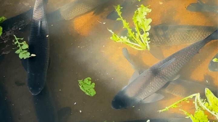 เคยเห็นปลาตะเพียนที่เลี้ยงในสภาพแวดล้อมแบบนี้ไหม?