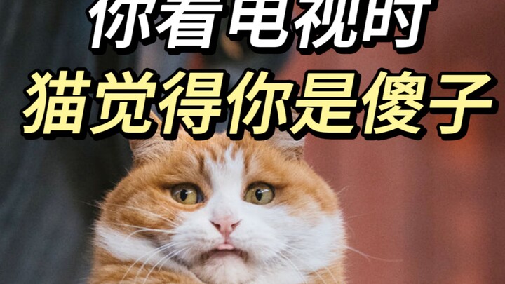 إذا كان القط يرافقك طوال اليوم لمشاهدة التلفاز، فعليك أن تكون حذرًا!