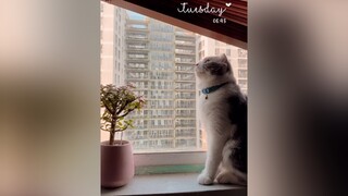 Hôm qua sôi động rùi thì hôm nay chill nhẹ nhàng tí nhó cat catsoftiktok cutecat fyp foryou