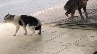 Kucing Lucu