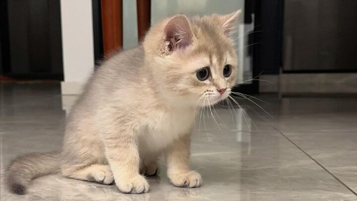 Why doesn’t the kitten like sleeping in its cat bed?
