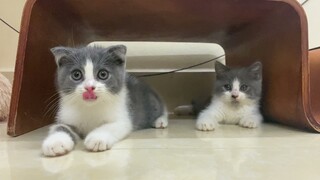 Hai bé mèo ALN bicolor đáng yêu chơi cùng cần câu mèo (Lin và Bích)