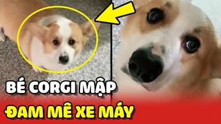 Bé Corgi mập nhưng chạy rất NHANH mỗi khi nghe tiếng XE MÁY 😂 | Yêu Lu