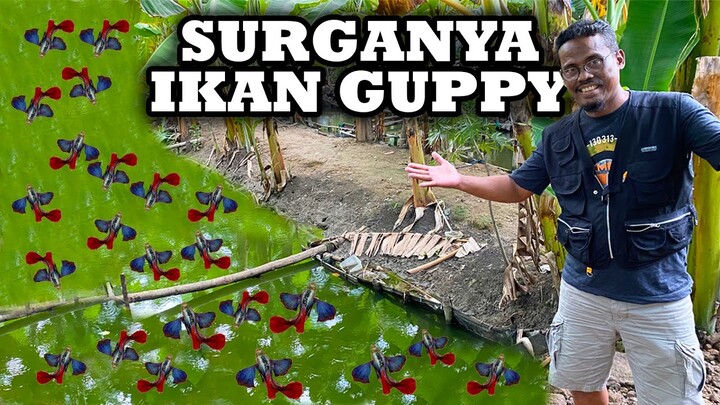 SURGANYA IKAN GUPPY, CETAK RIBUAN EKOR IKAN GUPPY MENGGUNAKAN MEDIA KOLAM! USAHA YANG PATUT DICOBA