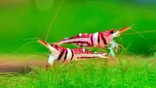 10 Jenis udang hias tercantik untuk aquascape - Cara memelihara udang hias