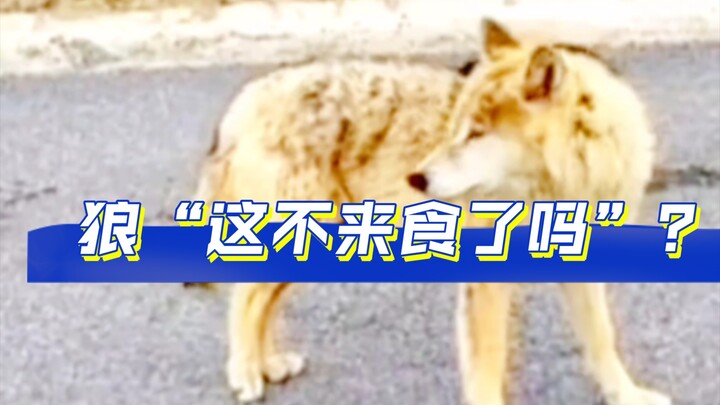 Siapa sih yang tega banget ngebirakin anjing di tengah hutan belantara begini?