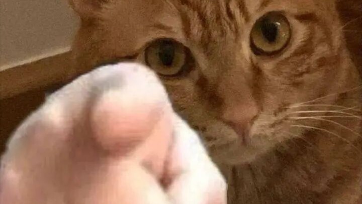 “Stop wasting time on cats!”
