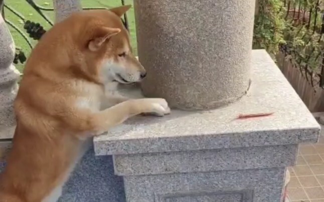 Claws are short when they are used