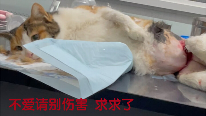 If you don’t love me, please don’t hurt me！！！！！！！！！！！！