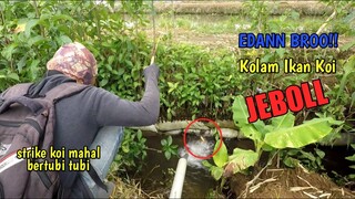 MANCING IKAN KOI DI SELOKAN KECIL JEBOLAN DARI KOLAM || REJEKI TAK TERDUGA BROO!!