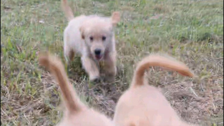 Golden retriever puppies