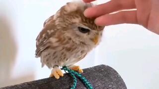【Cute Birds】Don't forget you are birds of prey