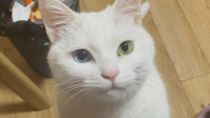 نصيحة حياتية: إياك أن تربي قطة!