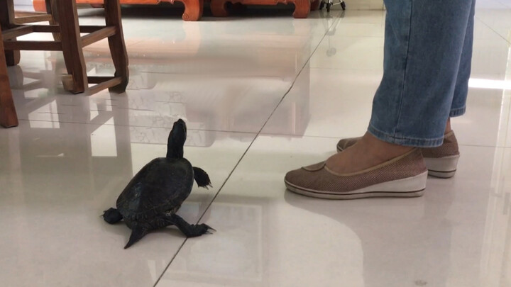 Kura-kura Lapar yang Menunggu Kepulangan Pemiliknya, Skenario Imut Saat Meminta Makanan...