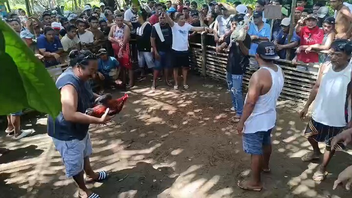 dadayain pa sana manok ko kaso ma utak manok ko 4xwinner ka na nokis..