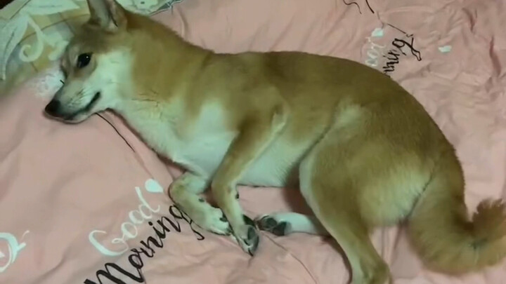 What kind of dog would dare get on my dad’s bed?