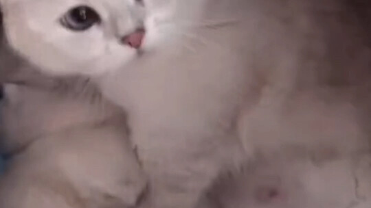 What does it mean when a cat shows its belly?