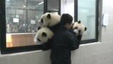 【国宝熊猫】爆发集体越狱，兽人永不为奴