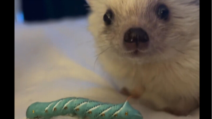 Tính cách hoang dã khó chiều của chú nhím nhỏ dễ thương