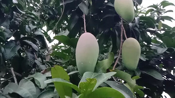 cara petik mangga yang benar