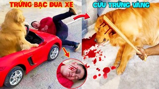 Thú Cưng Vlog | Trứng Bạc Và Trứng Vàng #5 | Chó gâu đần thông minh vui nhộn | Funny pets smart dog